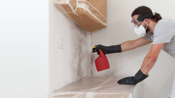 Basement Mold Remediation treatment on basement walls in Freeland
