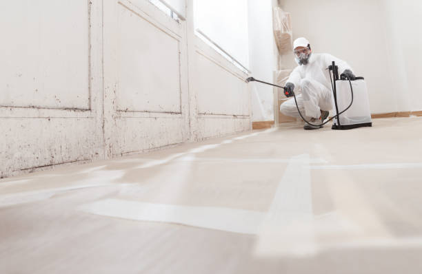Black mold remediation team in Freeland